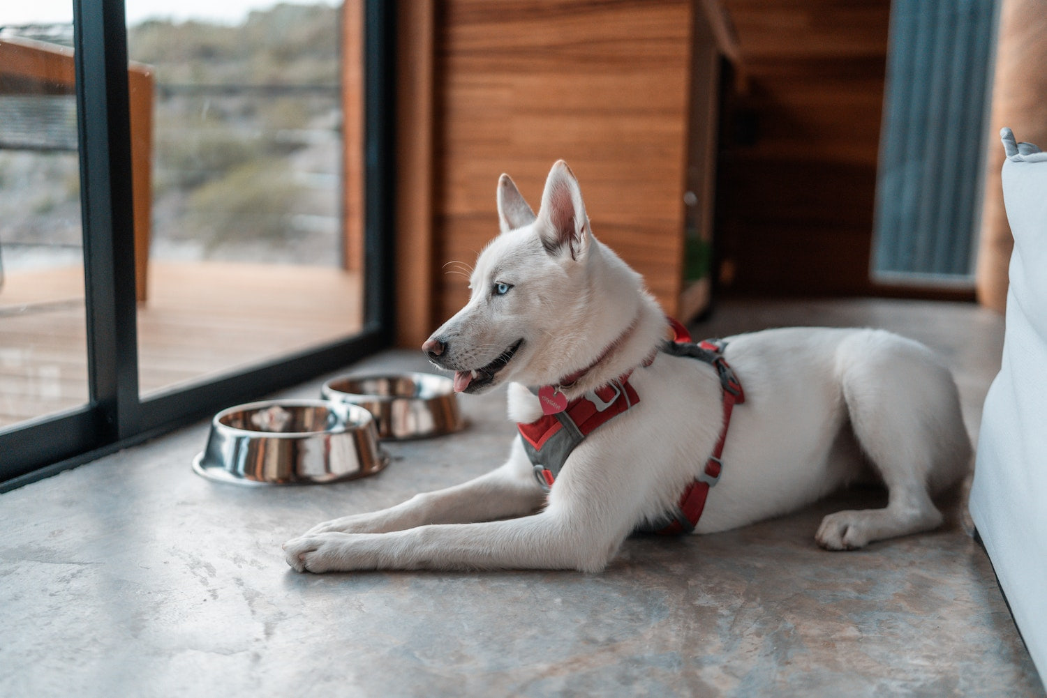 Wander Dehe, un destino pet friendly