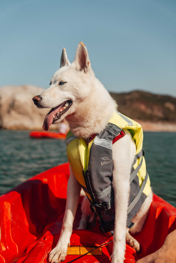 Tips para Viajar con tu mascota a destinos pet friendly en la naturaleza